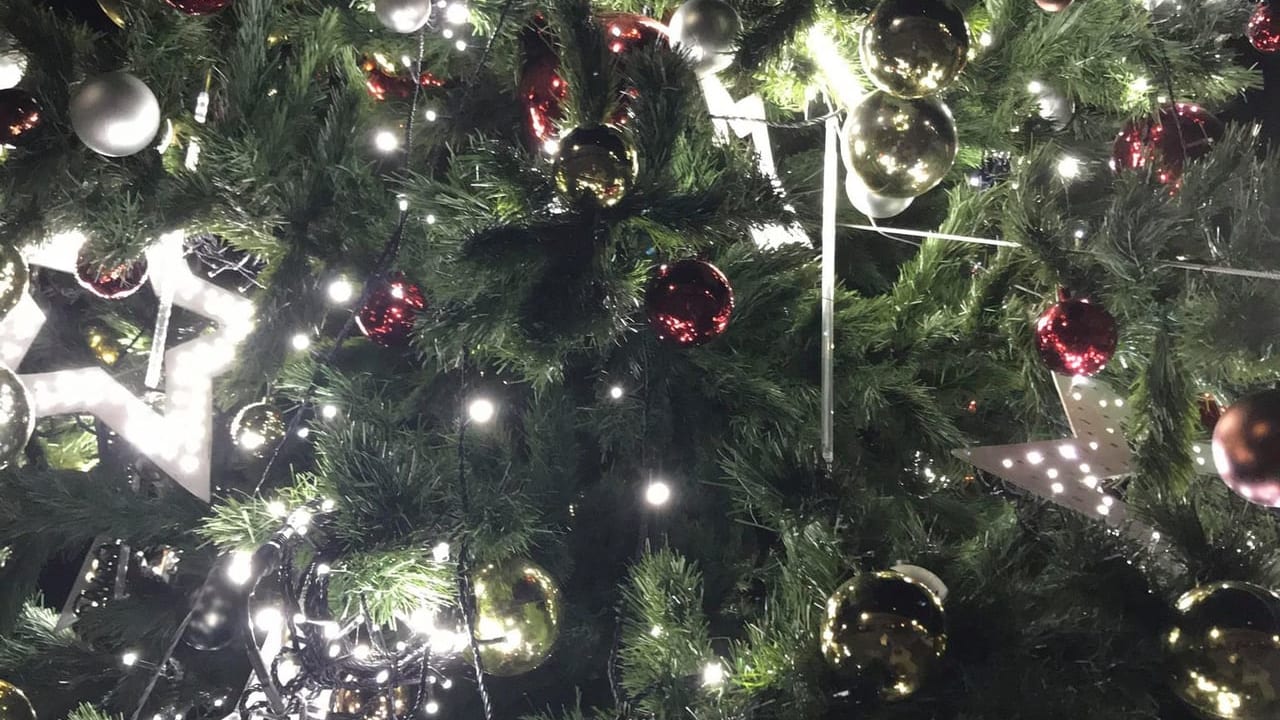 万代中央ふ頭に設置されたクリスマスツリー