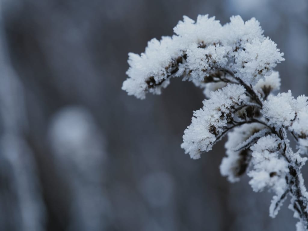 植物に積もった雪