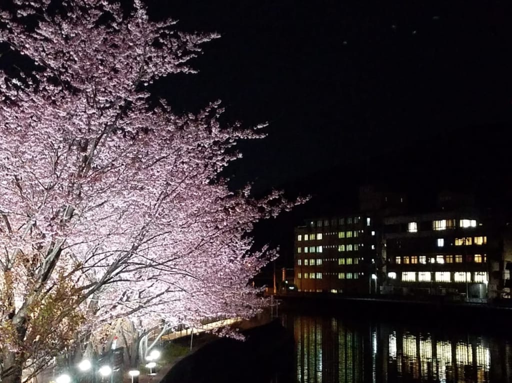 キョーエイ三ツ合橋の川側に咲く「蜂須賀桜」