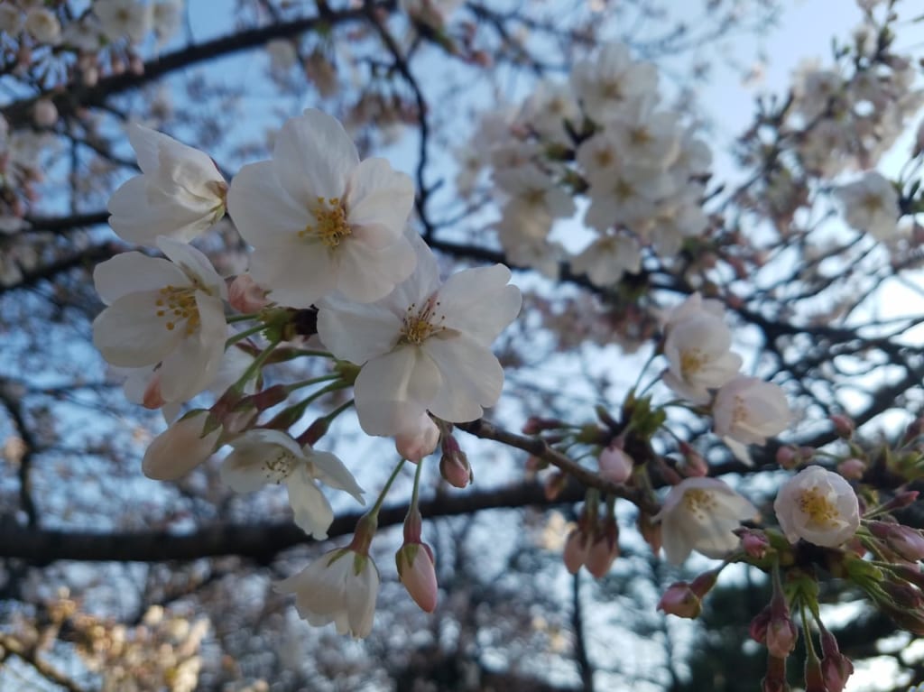 桜の花