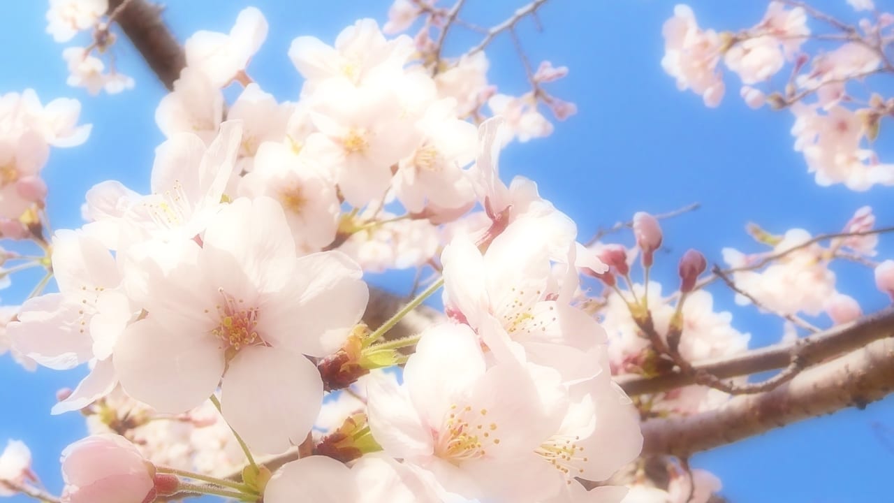 薄いピンク色の桜