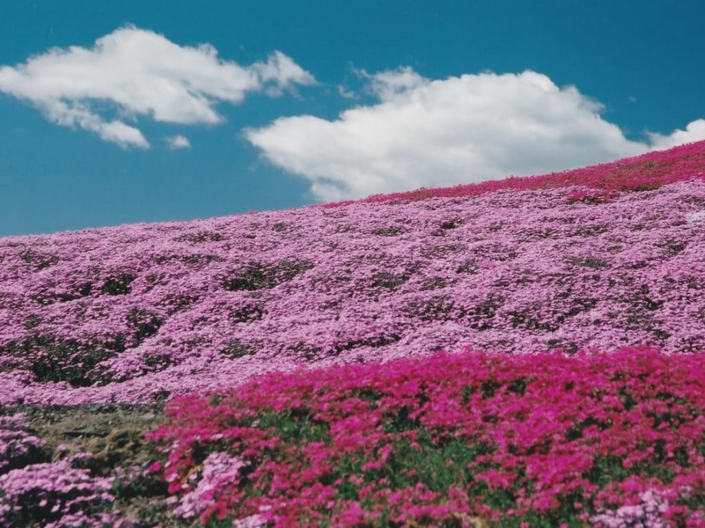 青空と芝桜