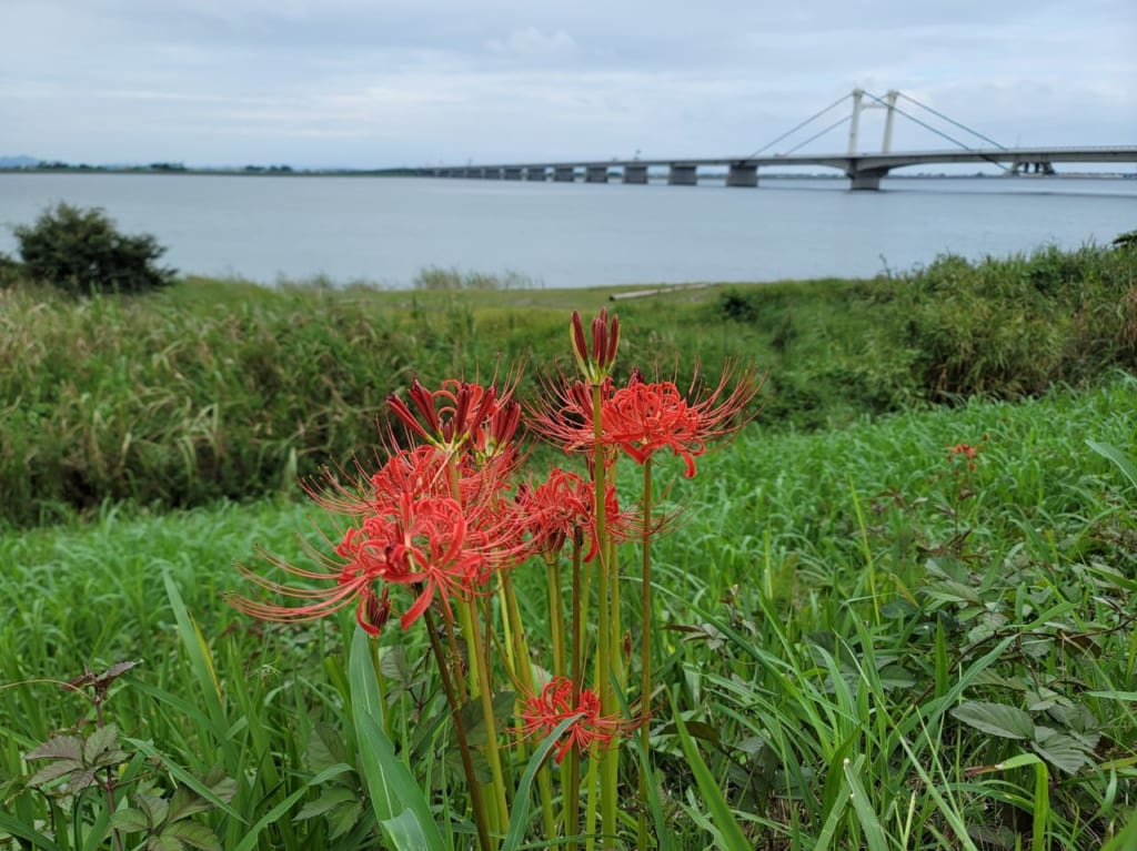 彼岸花と泡しらさぎ大橋