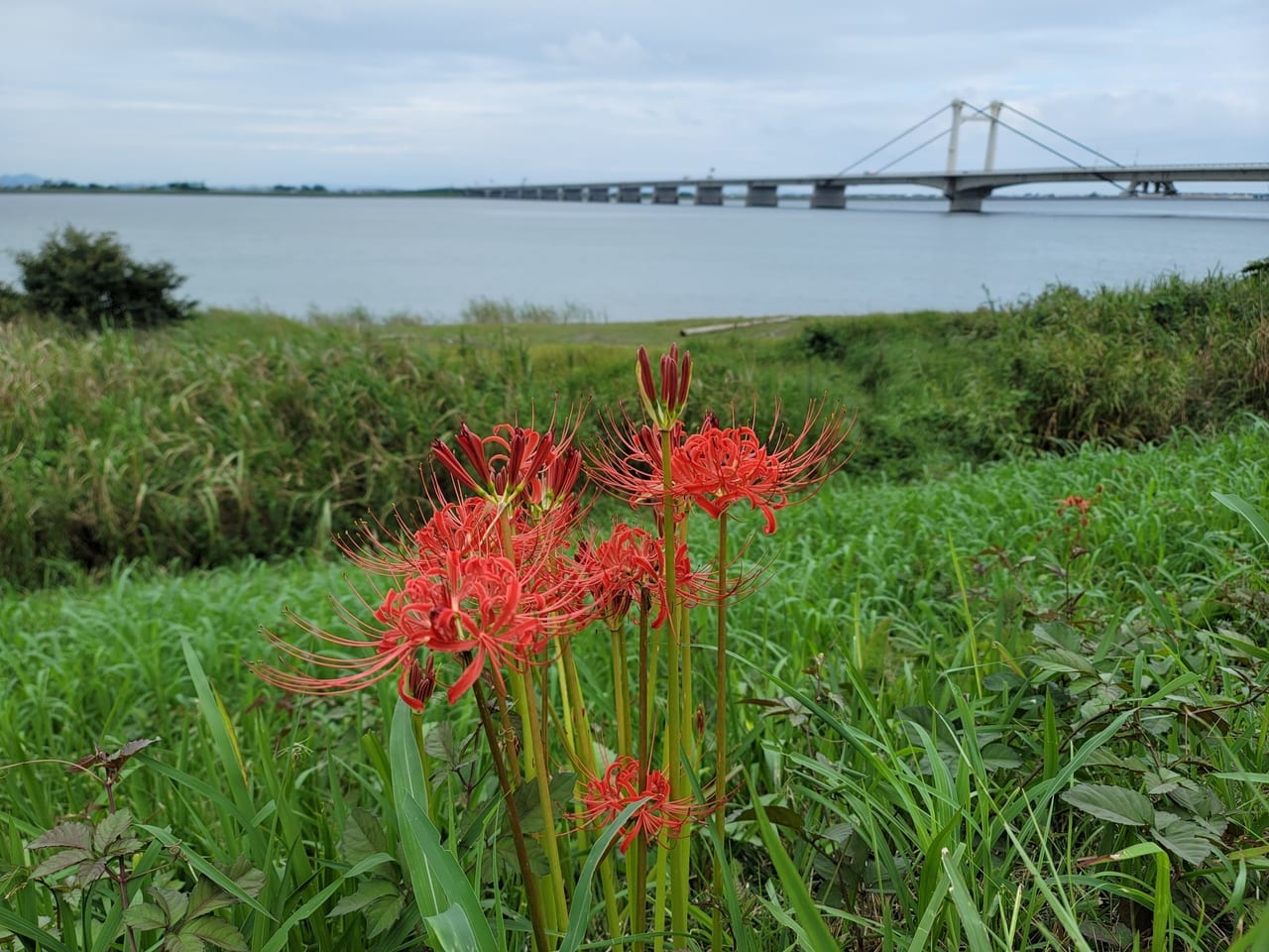 彼岸花と泡しらさぎ大橋