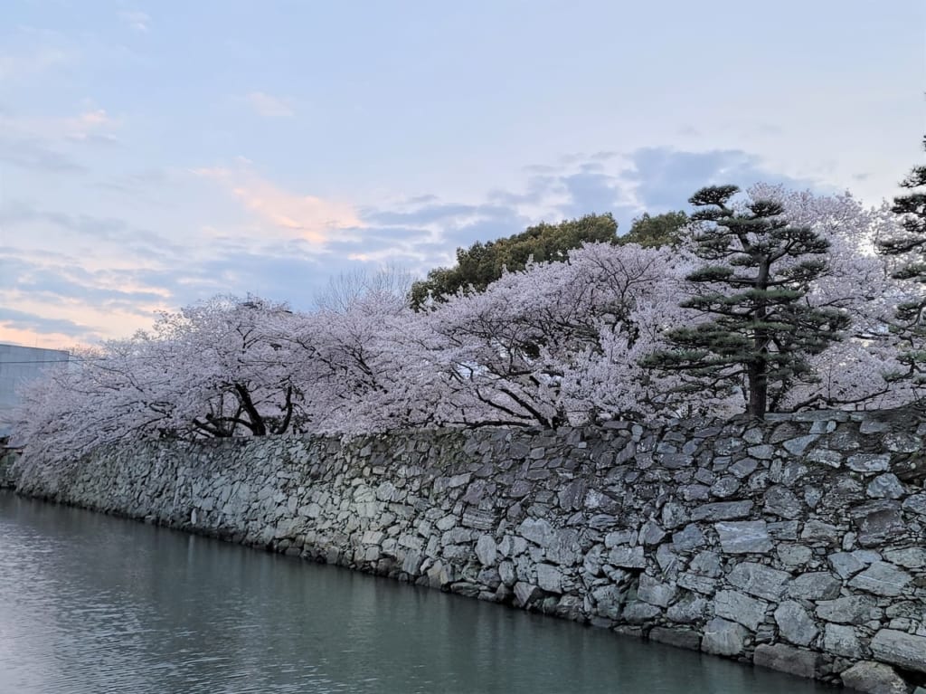 石垣と桜