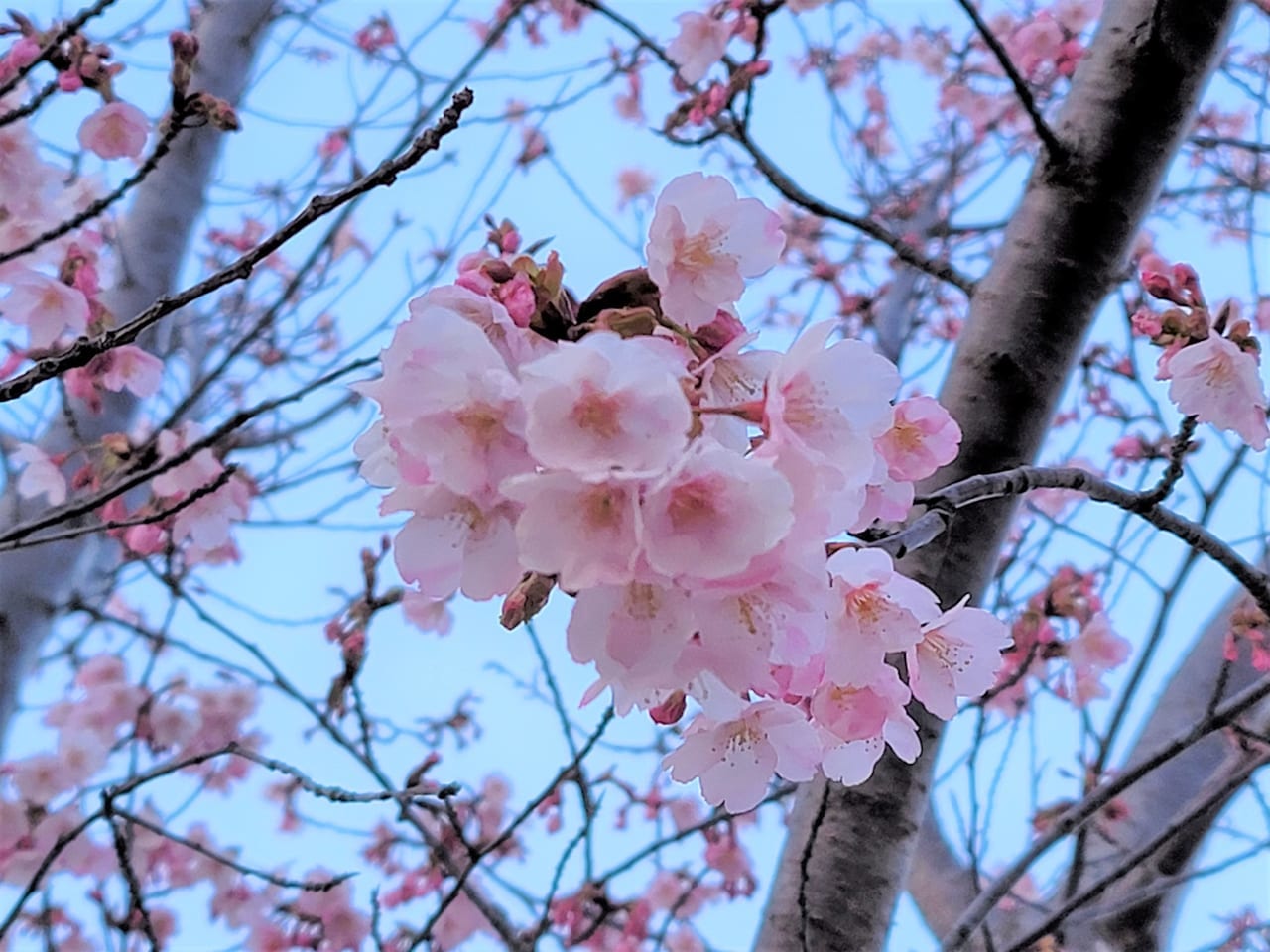 徳島中央公園助任川沿いにある蜂須賀桜