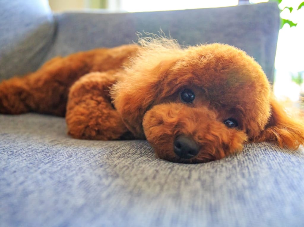 ペットソファーのイメージ