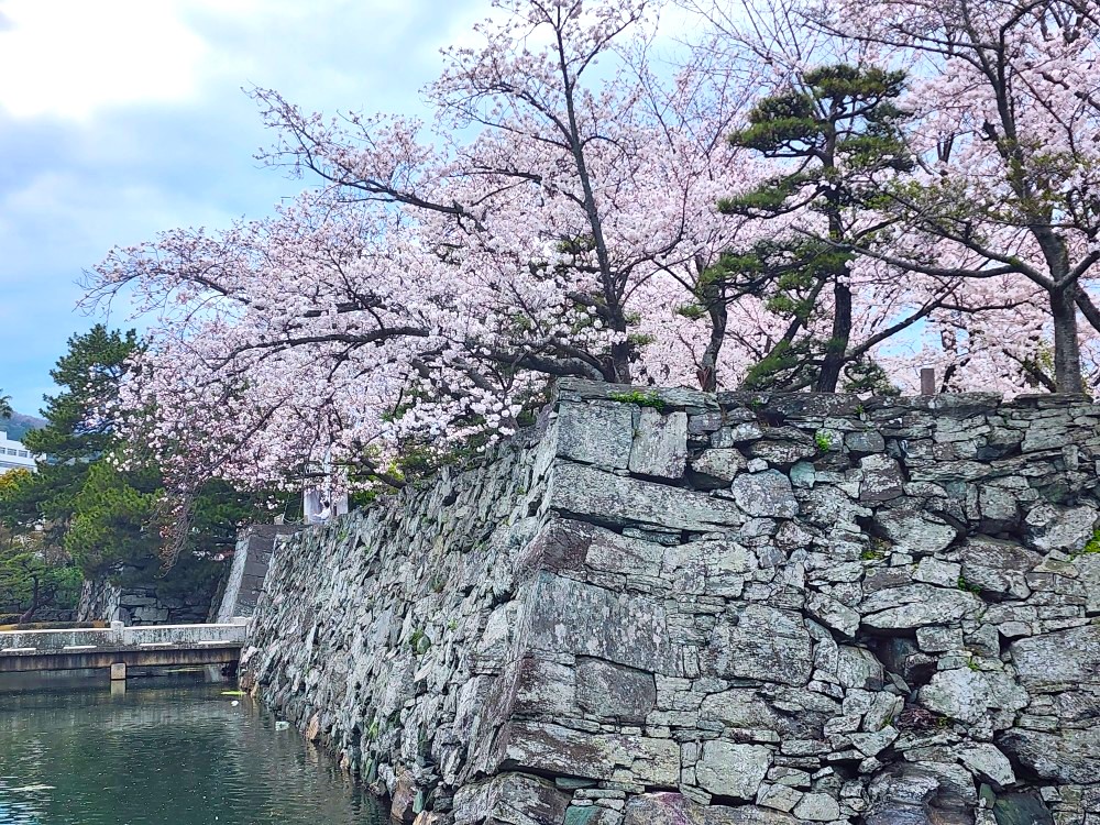 「徳島中央公園」の桜