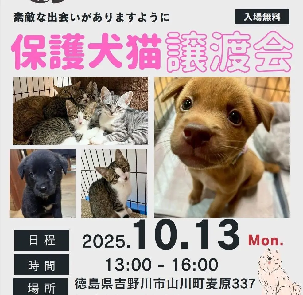 保護犬猫「野良保護うちんくの譲渡会」イベント内容。画像提供：「関係者」様
