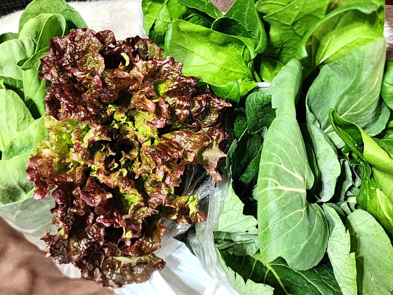 「引田ひなまつり」で購入した野菜