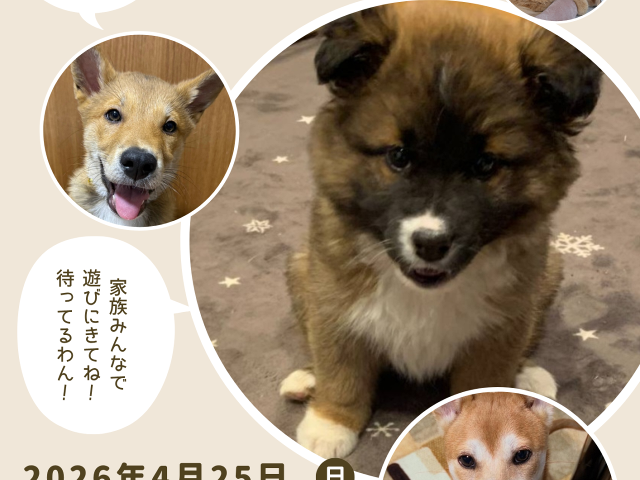 「野良保護うちんく」譲渡会についての関連画像。画像提供：「関係者」様