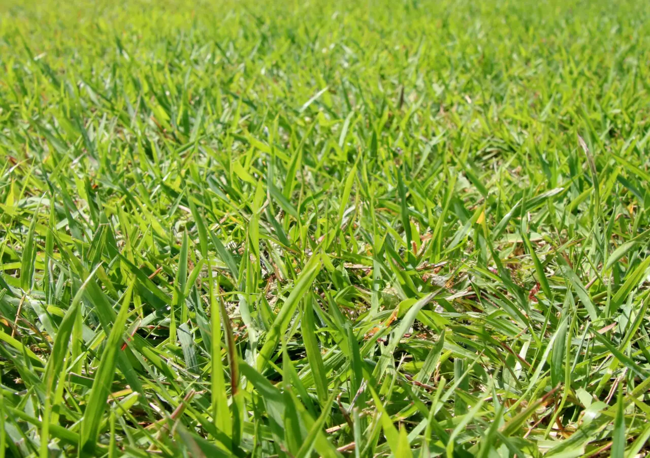 芝生のイメージ