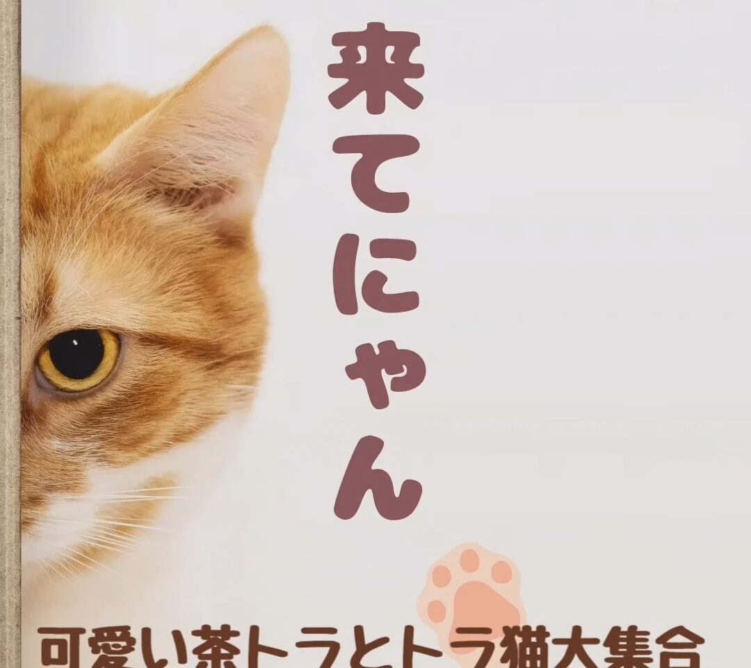 「茶トラ＆とら猫メインの保護猫譲渡会」イベント関連画像。画像提供：「関係者」様